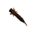York Nat Baits Dragonfly larwa ważki PSYW-67693