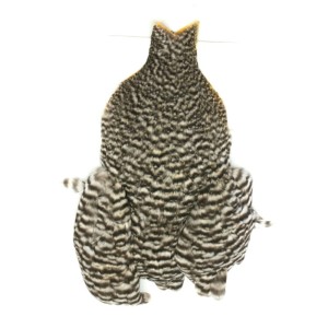 Whiting 4 B's Hen Cape Grizzly