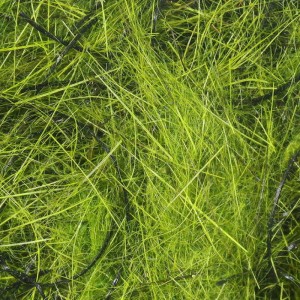 Hareline Hare'E Wiggle Dub #263 Olive