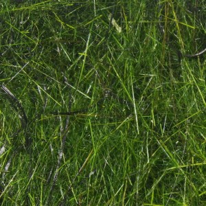 Hareline Hare'E Wiggle Dub #282 Peacock