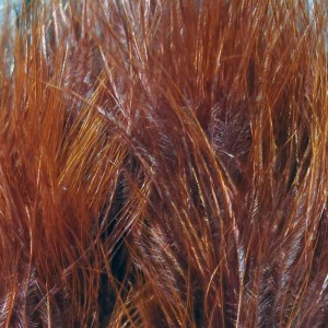 Hareline Marabou Blood Quills #323 Rusty Brown