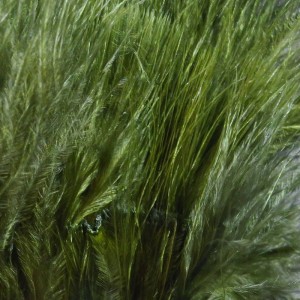 Hareline Marabou Blood Quills #95 Dark Olive