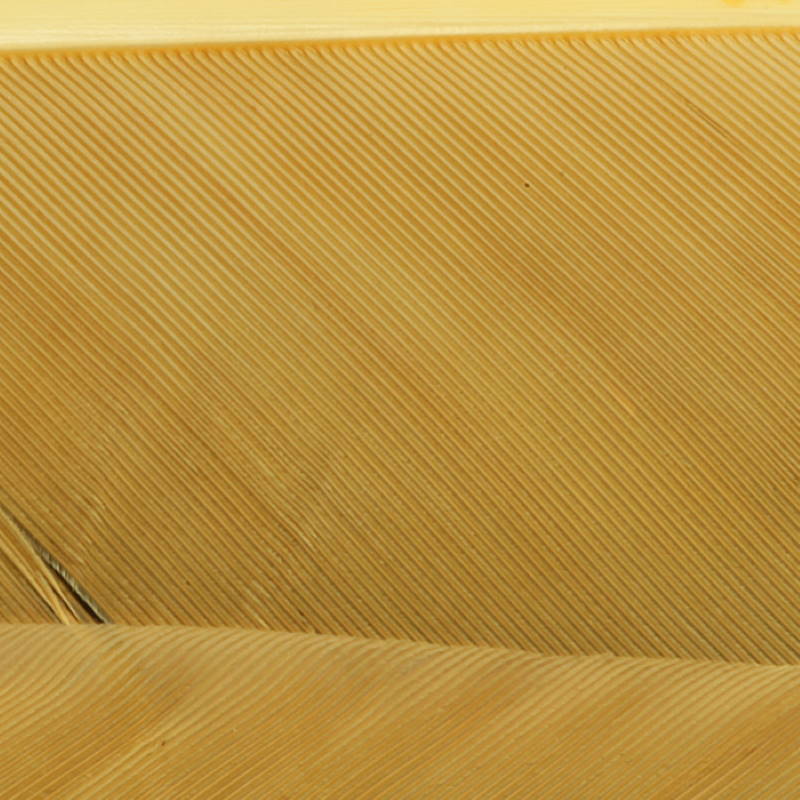 Hareline Turkey Biot Quills #388 Yellowish Tan-24405