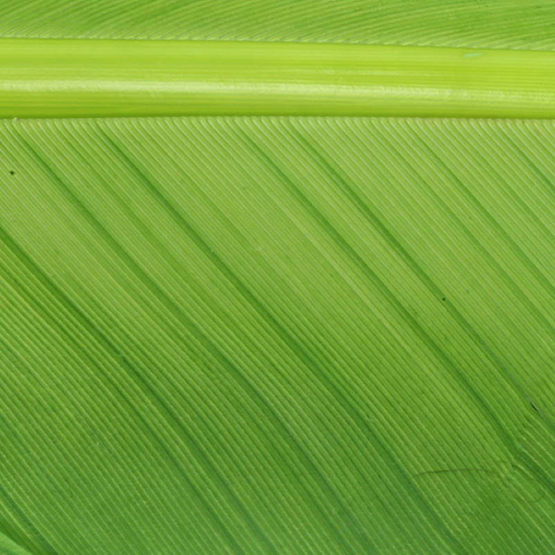 Hareline Turkey Biot Quills #49 Caddis Green-24403