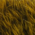 Hareline Dyed Grade#1 Hare's Mask #153 Gold-23832