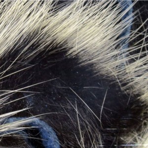 Hareline Frostip Rabbit Strips #5 Black/White