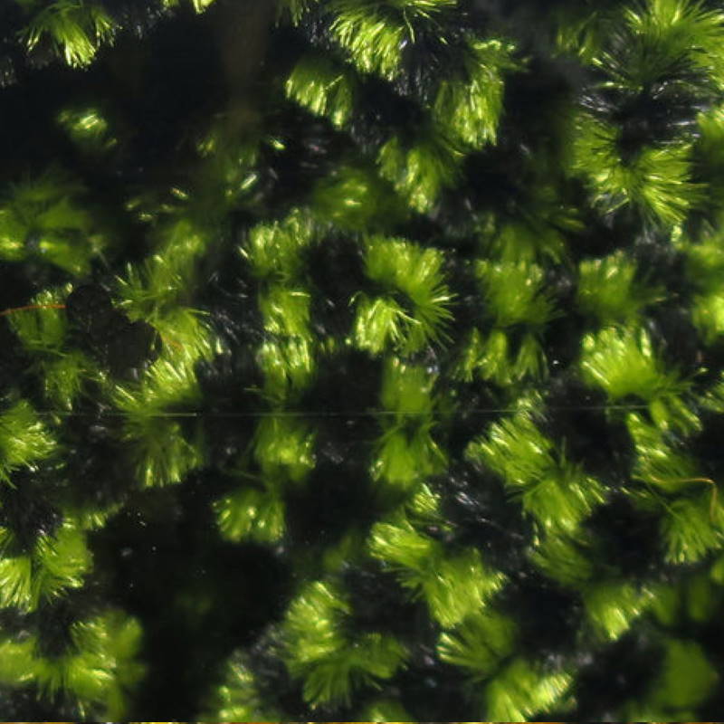 Hareline Stonefly Chenille #6 Black Olive-23723