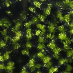 Hareline Stonefly Chenille #6 Black Olive