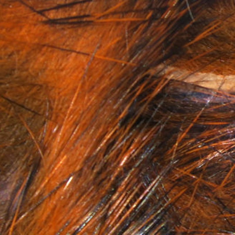 Hareline Micro Pulsator Strips #6 Crawfish Orange-24093