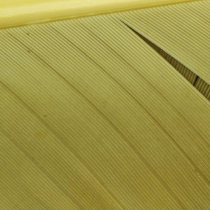 Hareline Turkey Biot Quills #277 Pmd