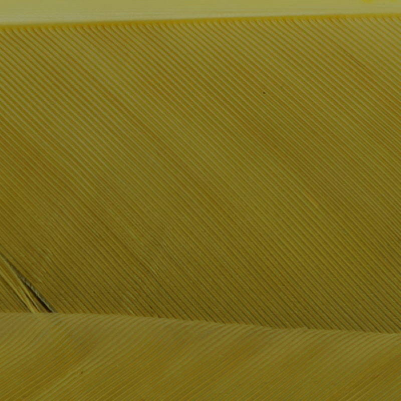 Hareline Turkey Biot Quills #28 Bwo-24412