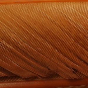 Hareline Turkey Biot Quills #326 Rusty Spinner