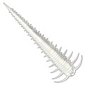Libra Lures Slayzur 004 Silver Pearl Kryl 5.5cm -73032