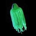 MadCat Worms Teaser Glow 150g-73318