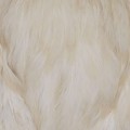 Taimen India Capes Hen White-73569