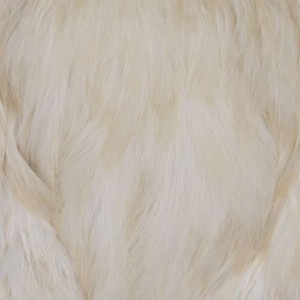 Taimen India Capes Hen White