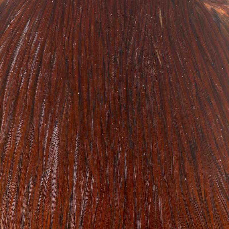 Taimen India Capes Cock class A Brown-73559