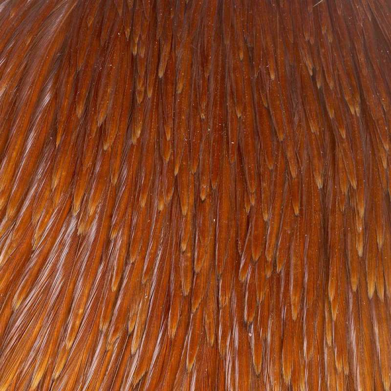 Taimen India Cock Cape AA Ginger-73553