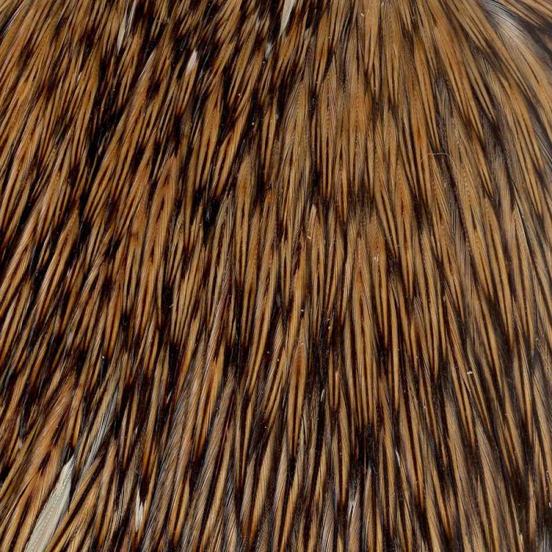 Taimen India Cock Cape AA Gold Badger-73557