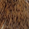 Taimen India Cock Cape AA Gold Badger-73557