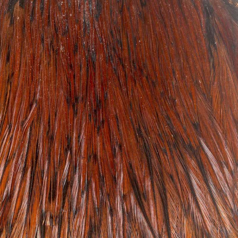 Taimen India Capes Cock class A Furnance-73561