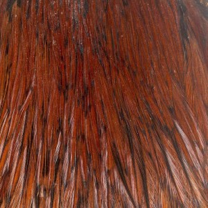 Taimen India Capes Cock class A Furnance