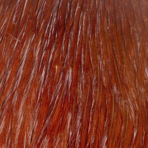 Taimen India Capes Cock class A Light Brown