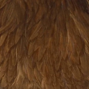 Hareline Hen Cape #40 Brown