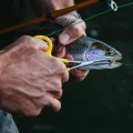Kleszczyki Loon Classic Forceps 3.webp