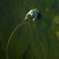 Linka muchowa przezroczysta Scientific Anglers Magnitude Textured Infinity – przezroczysta końcówka, ujęcie 5