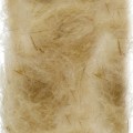 Dubbing Soldarini CDC – Olive