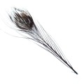 Pióra pawia Soldarini Peacock Eyes Quill – Brown