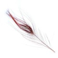 Pióra pawia Soldarini Peacock Eyes Quill – Red