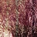 Folia Soldarini Perdigon Body Foil – Gasolina