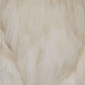 Taimen India Capes Hen White-73569