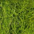 Hareline Hare's Ear Plus Dubbing Olive-23812