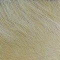 Hareline Arctic Fox Hair Tan #369-23660