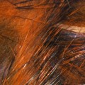 Hareline Micro Pulsator Strips #6 Crawfish Orange-24093