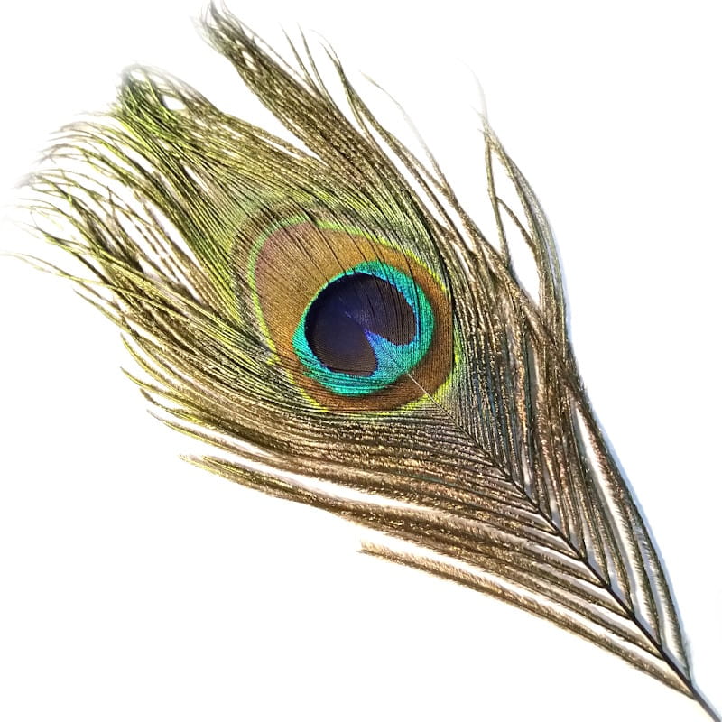 Soldarini Peacock Eyes 1 natural-53752