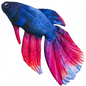 Gaby poduszka bojownik 53cm