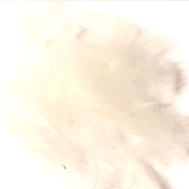 Soldarini Wild CDC 4 white-66181