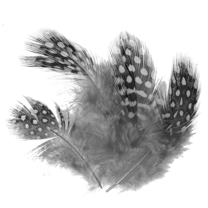 Soldarini Pióra perliczki Guinea Fowl natural-53077