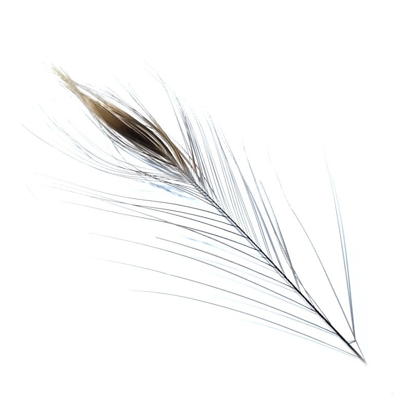 Soldarini Peacock Eyes Quill Natural-53381