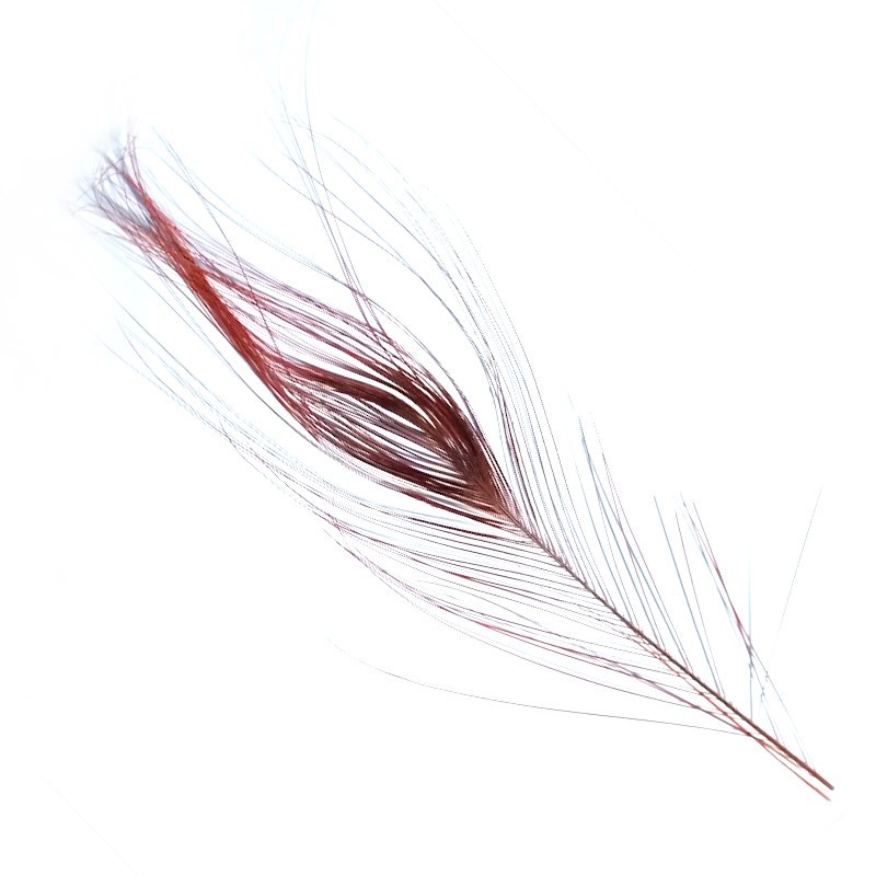 Soldarini Peacock Eyes Quill Red-53382