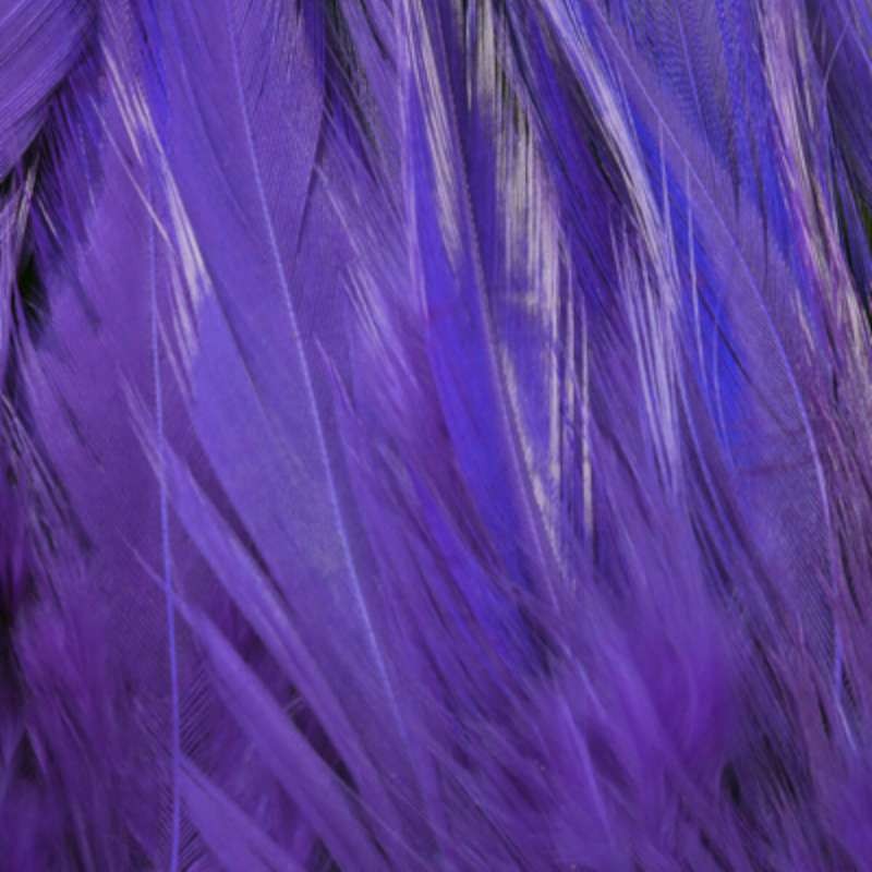 Taimen Strung Saddles Hackle Dark Blue-66337