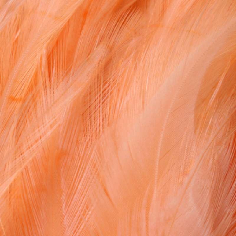 Taimen Strung Saddles Hackle Peach-66341