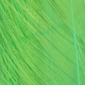 Taimen Cock Neck Hackles Flame Green-66243
