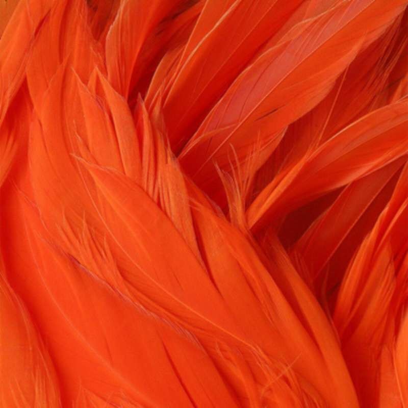 Taimen Cock Schlappen Fluo Orange-66252