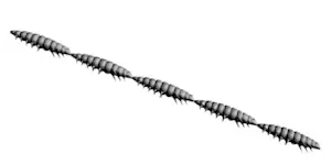 Libra Lures Larva Multi