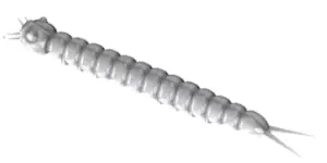 Libra Lures Slight Worm